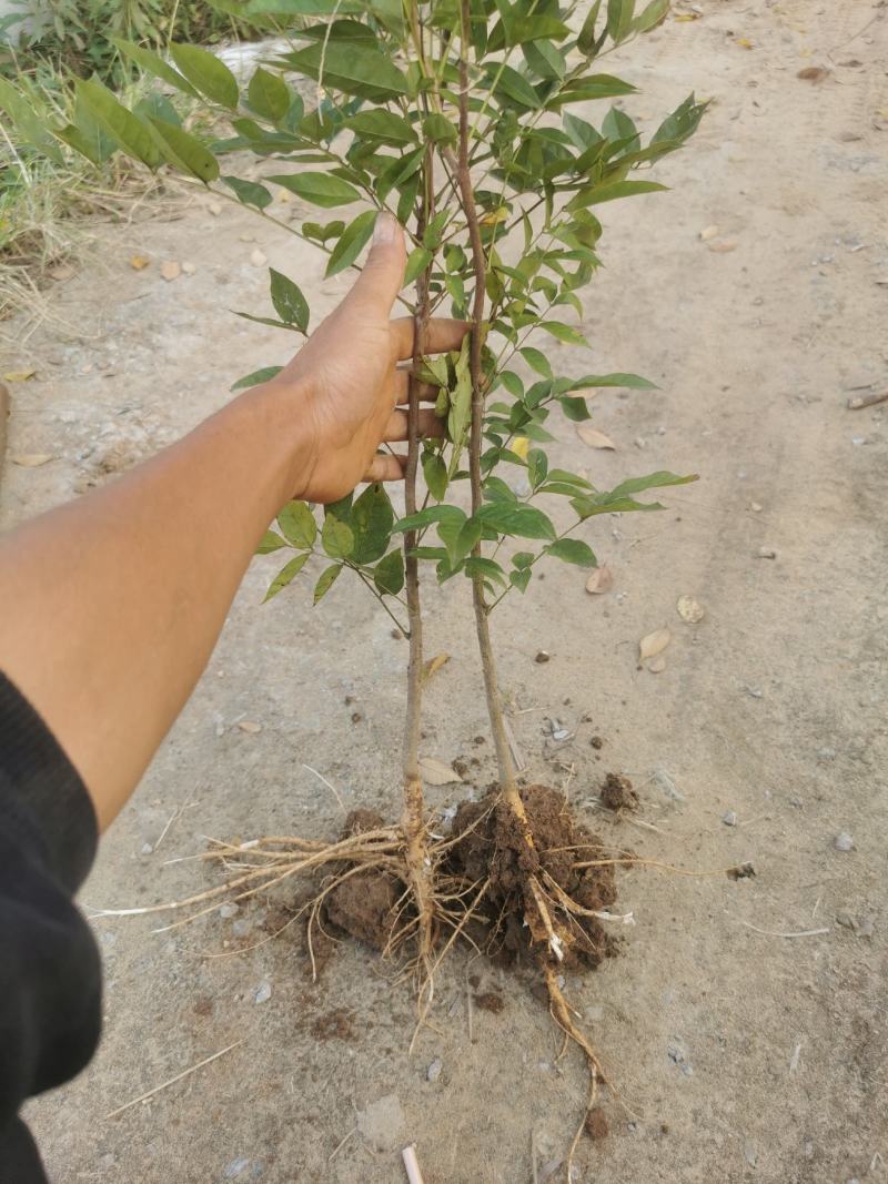 嫁接紫藤国藤小苗盆栽花园拱门爬藤植物精品老桩紫藤花树苗