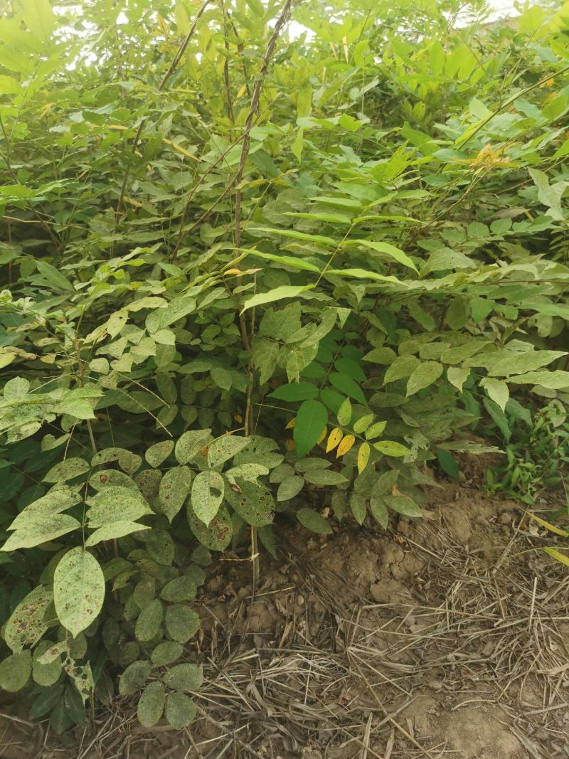 嫁接紫藤国藤小苗盆栽花园拱门爬藤植物精品老桩紫藤花树苗