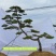 精品造型黑松，庭院松地产标配！