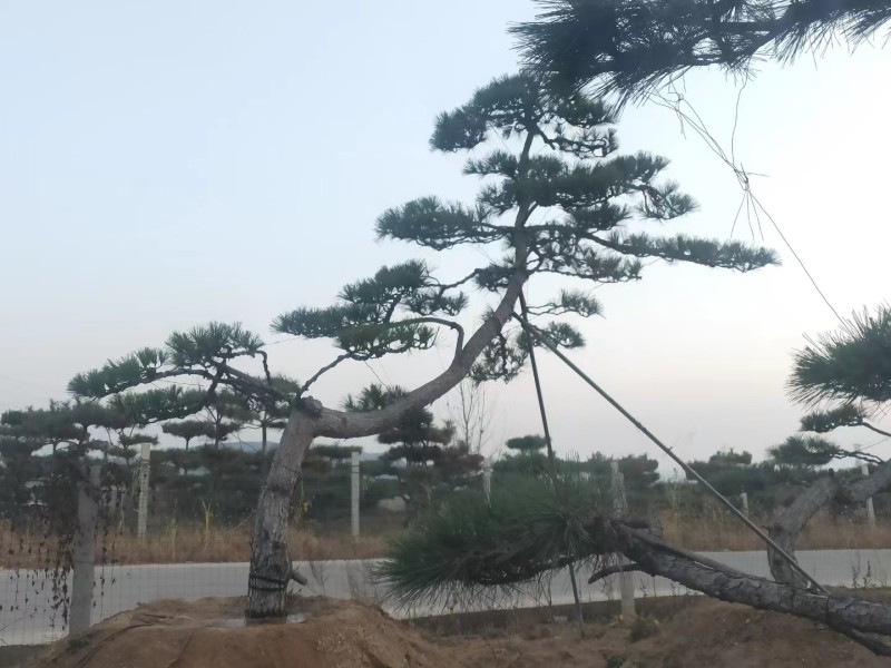 精品造型黑松，庭院松地产标配！
