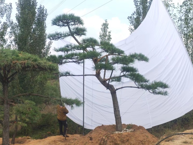 精品造型黑松，庭院松地产标配！
