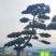 精品造型黑松，庭院松地产标配！