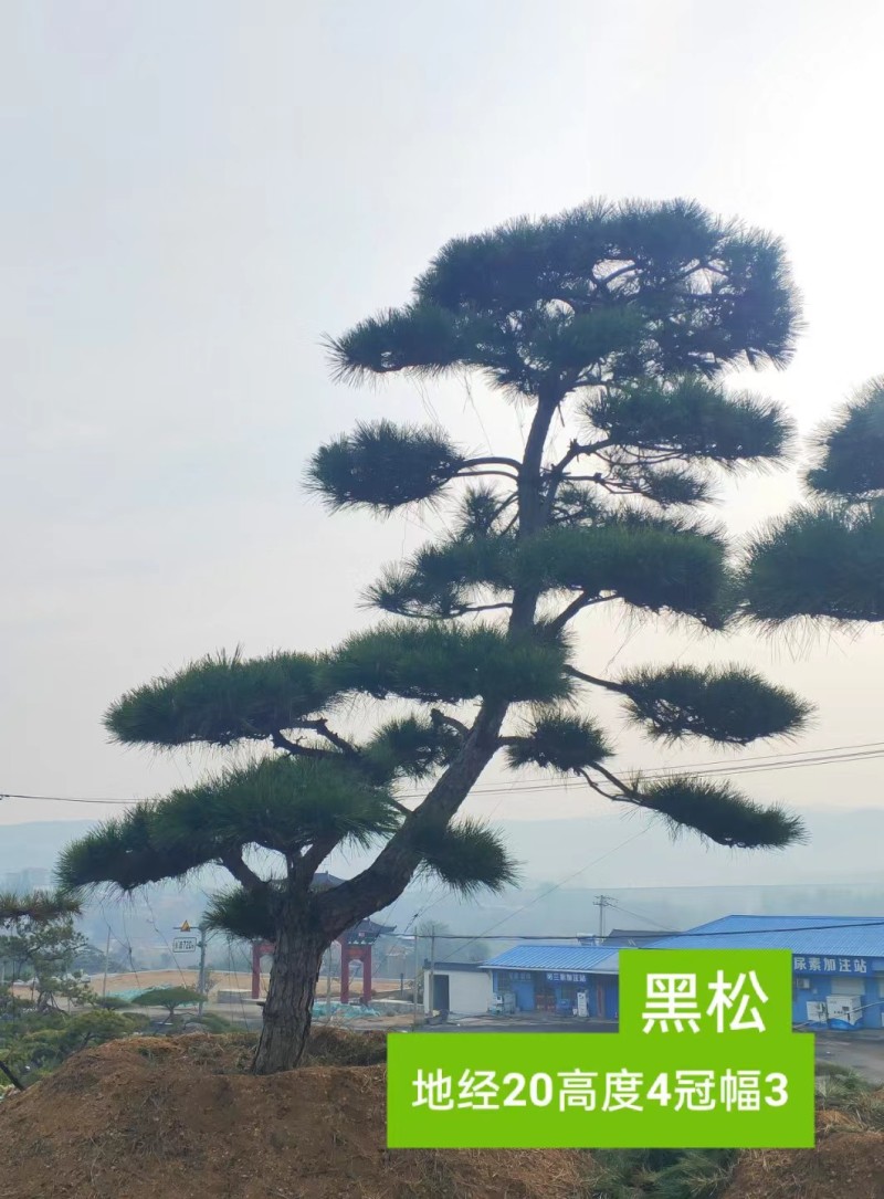 精品造型黑松，庭院松地产标配！