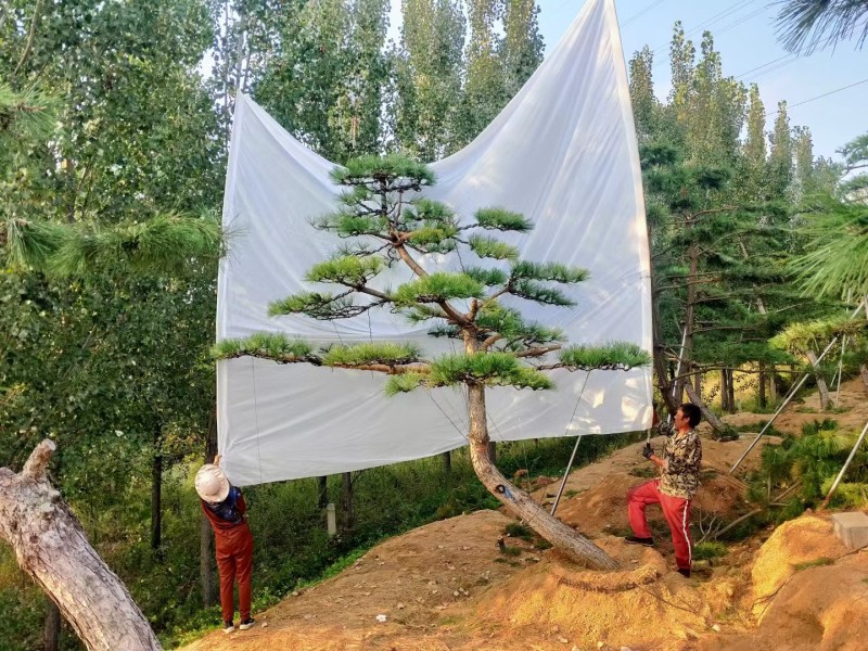 精品造型黑松，庭院松地产标配！