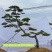 精品造型黑松，庭院松地产标配！
