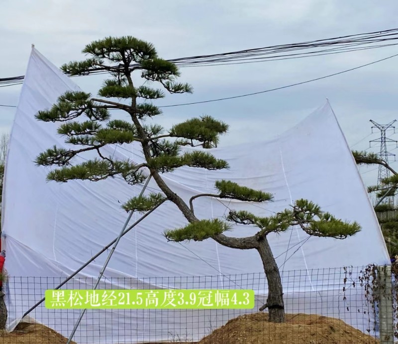 精品造型黑松，庭院松地产标配！