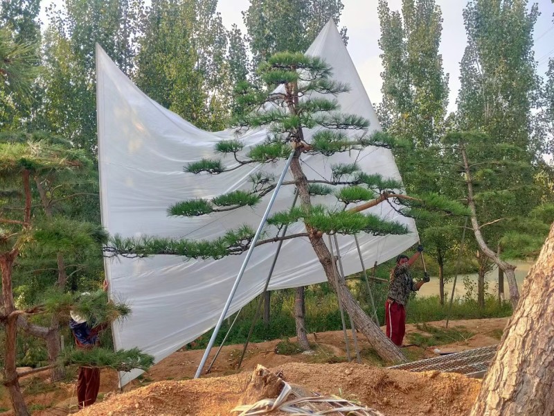 精品造型黑松，庭院松地产标配！