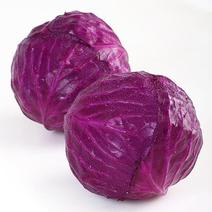 新鲜紫甘蓝菜现砍现发5/9斤沙拉菜农家蔬菜紫椰菜紫包菜