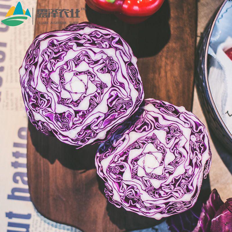 新鲜紫甘蓝菜现砍现发5/9斤沙拉菜农家蔬菜紫椰菜紫包菜