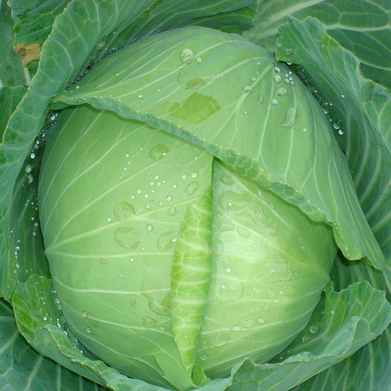 新鲜扁包菜9斤农家自种现摘卷心菜莲花白扁平绿甘蓝蔬菜