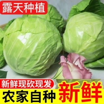 新鲜包菜卷心菜甘蓝农家自种当季绿叶蔬菜露天莲花白牛心菜大