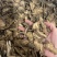独活保庆药业批发独活实物拍摄独活实物拍摄