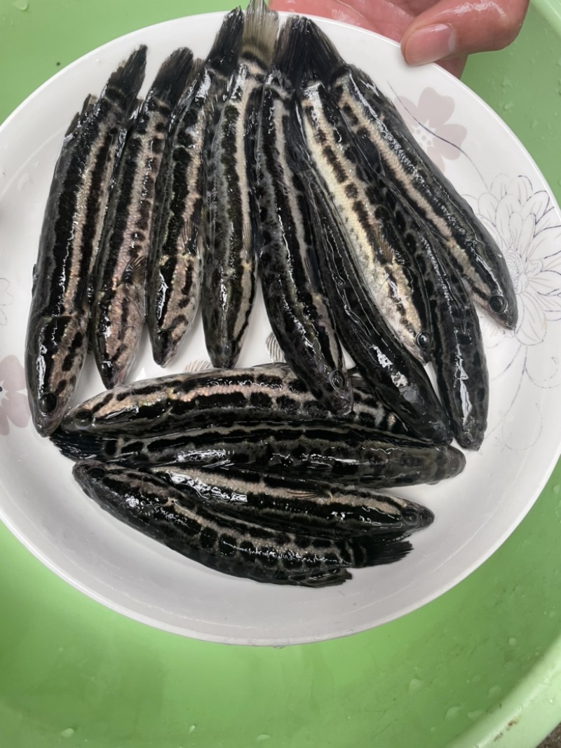 黑鱼山东公