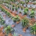 五指毛桃苗1000万现苗种植包回收长年供应大量收购