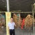 五指毛桃苗1000万现苗种植包回收长年供应大量收购
