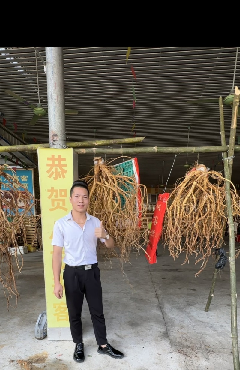 五指毛桃苗1000万现苗种植包回收长年供应大量收购