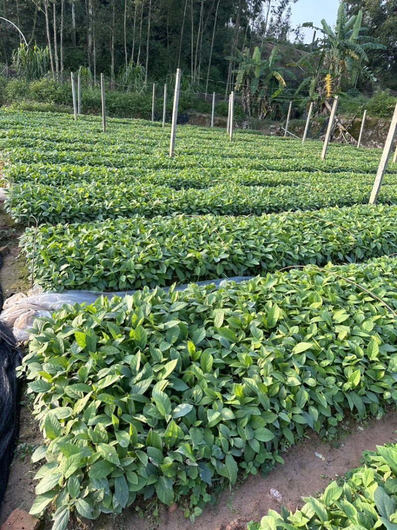 五指毛桃苗1000万现苗种植包回收长年供应大量收购