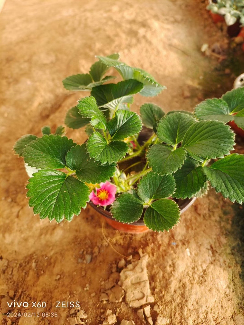 盆栽草莓
