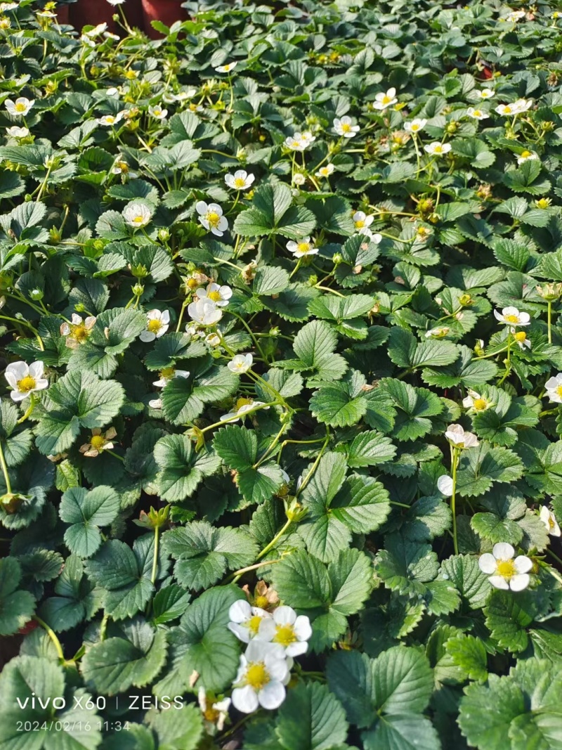 盆栽草莓