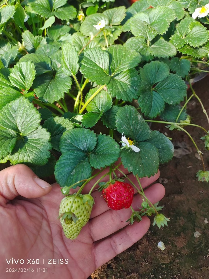 盆栽草莓