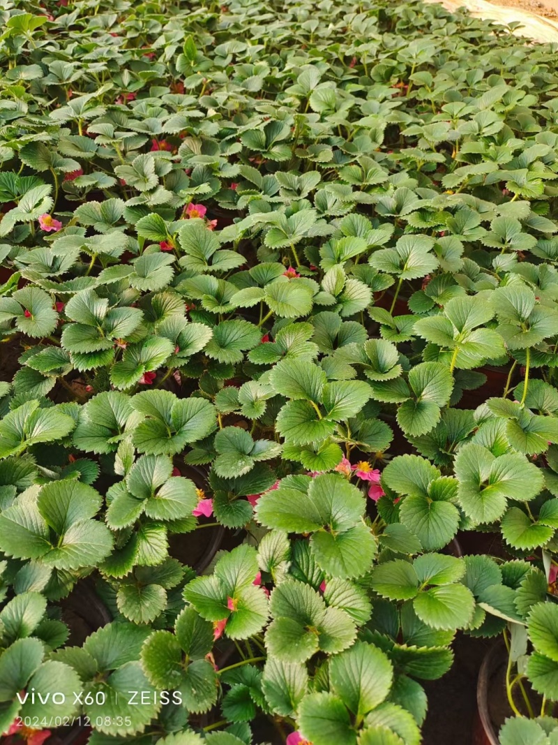 盆栽草莓