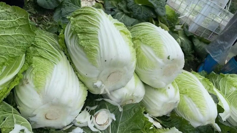 黄心大白菜