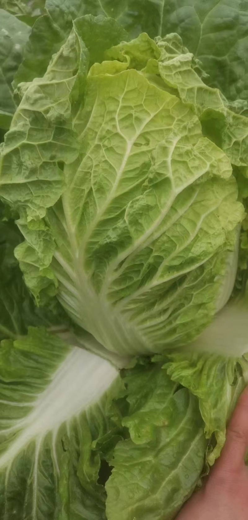 黄心大白菜
