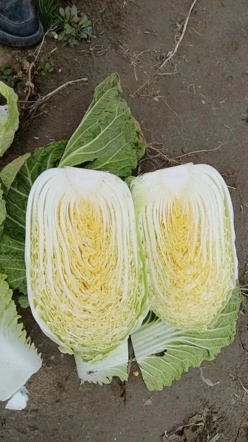 黄心大白菜