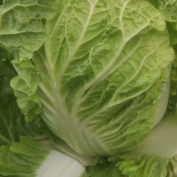 好菜不贵