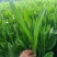 优质郁金香郁金香花海优质苗