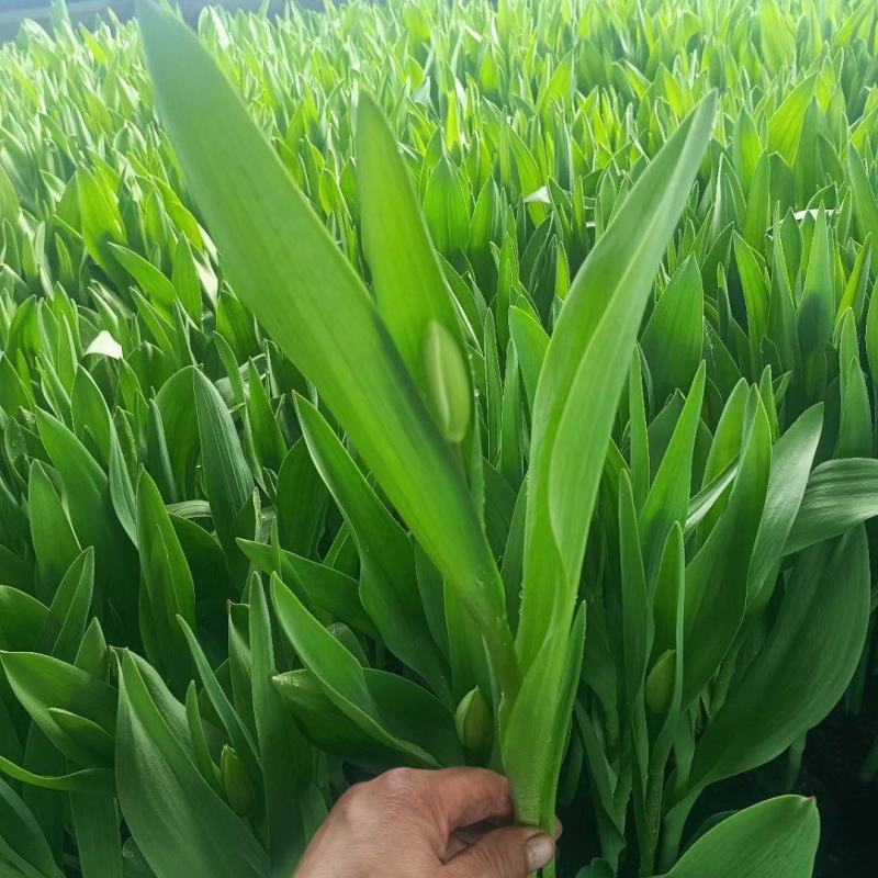 优质郁金香郁金香花海优质苗