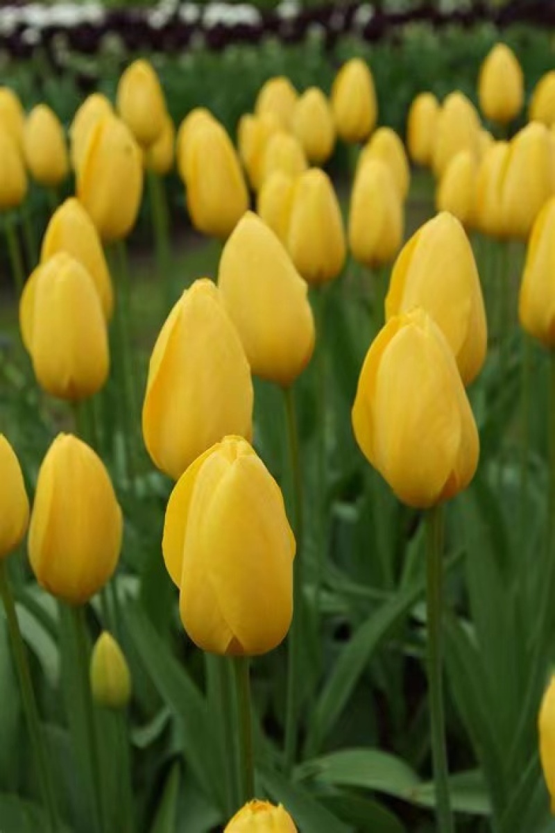 优质郁金香郁金香花海优质苗