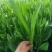 优质郁金香郁金香花海优质苗
