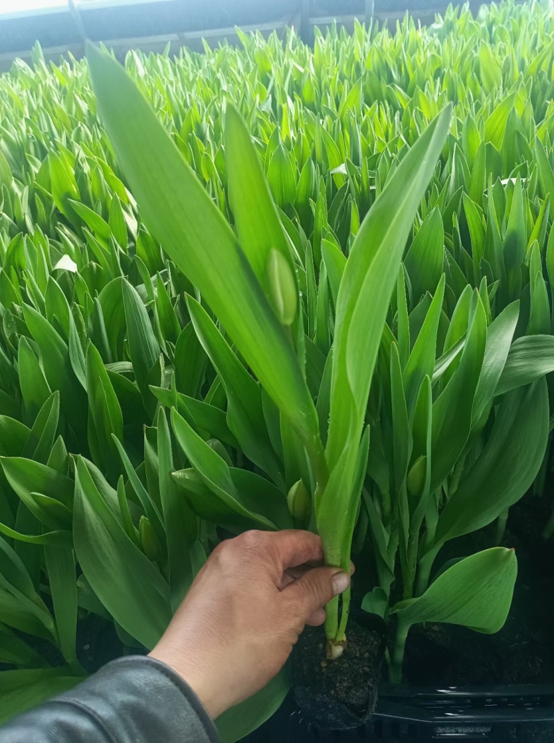 优质郁金香郁金香花海优质苗