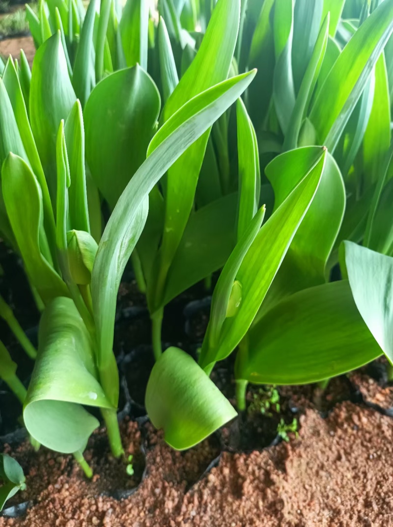 优质郁金香郁金香花海优质苗