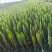 优质郁金香郁金香花海优质苗