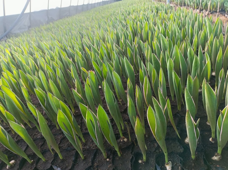 优质郁金香郁金香花海优质苗