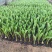 优质郁金香郁金香花海优质苗