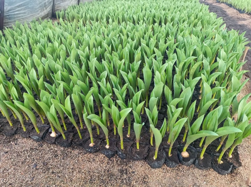优质郁金香郁金香花海优质苗