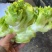 儿菜多籽菜儿菜保质保量万亩基地对接加工厂电