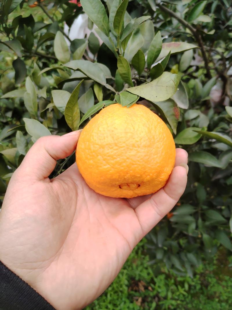 丑橘（不知火）