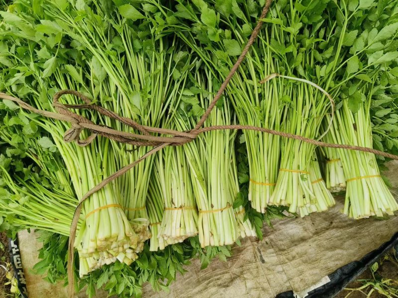 水芹菜嫩脆绿农家肥种植