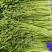 水芹菜嫩脆绿农家肥种植