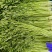 水芹菜嫩脆绿农家肥种植