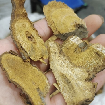 虎杖现货实物拍摄虎杖保庆药业虎掌虎杖根过筛