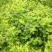 金山绣线菊