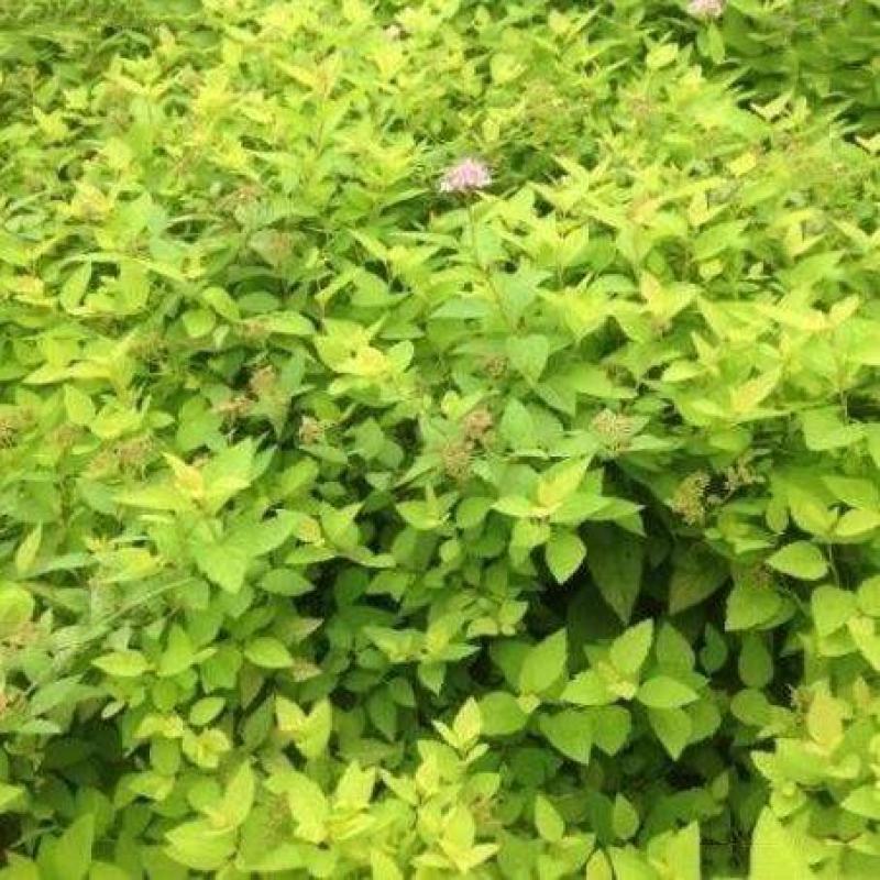 金山绣线菊