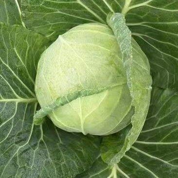 【推荐】铁头甘蓝大量上市现货现发可视频看货欢迎联系