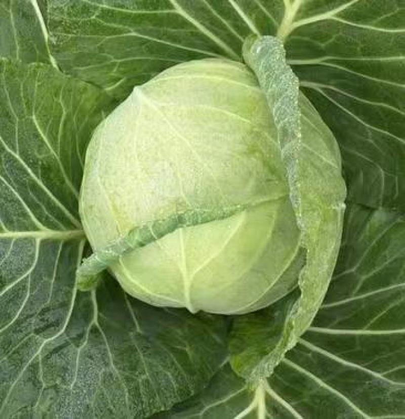 【推荐】铁头甘蓝大量上市现货现发可视频看货欢迎联系