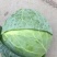 【推荐】铁头甘蓝大量上市现货现发可视频看货欢迎联系